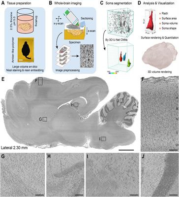 Mapping the Architecture of Ferret Brains at Single-Cell Resolution